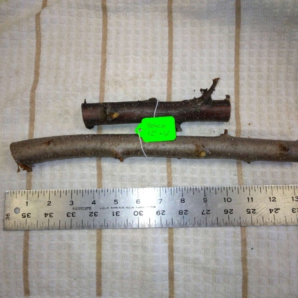 Peach Tree Branches for Crafting Isopods Reptiles  Terarrium  Jararrium Vivarium